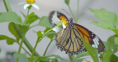 Butterfly Video stock 118572595