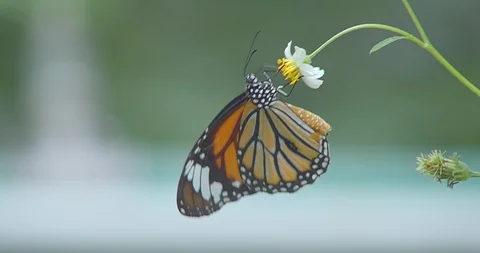 Butterfly Video stock 118572604