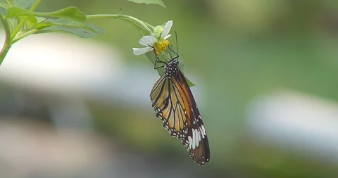 Butterfly Video stock 118572631