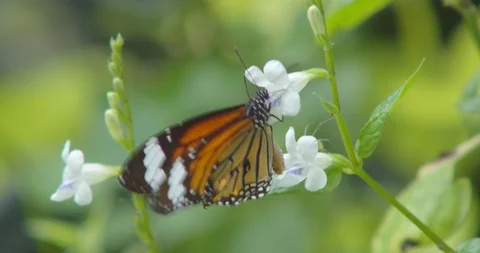 Butterfly Video stock 118572653