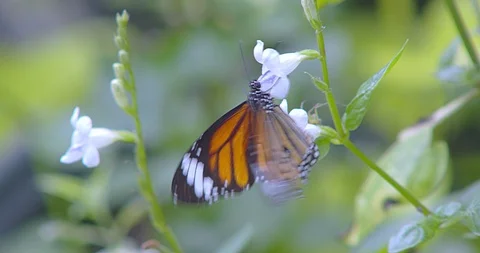 Butterfly Video stock 118572728
