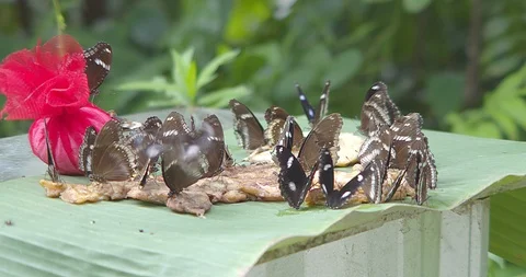 Butterfly Video stock 118572751