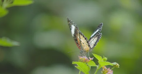 Butterfly Video stock 118572825