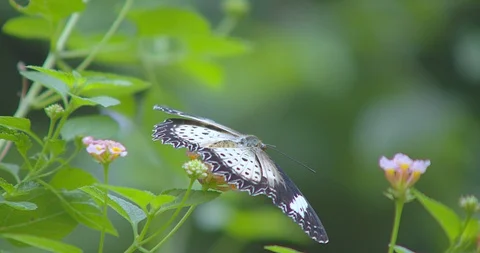 Butterfly Video stock 118573004
