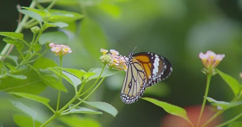 Butterfly Video stock 118573081