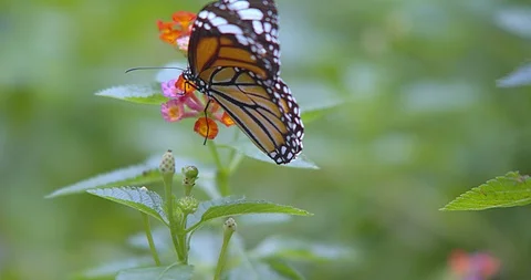 Butterfly Stock Footage 118574489