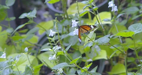 Butterfly Video stock 118574759