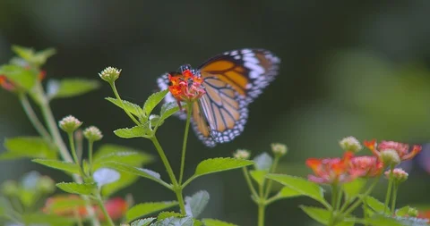 Butterfly Video stock 118575116
