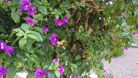 Butterfly Video stock 119071594