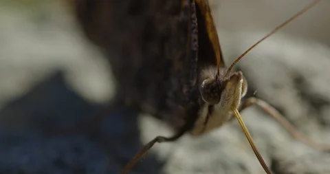 Butterfly Stock Footage 123203168