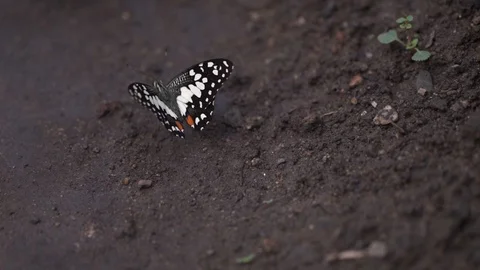 Butterfly Stockbeeldmateriaal 124817152