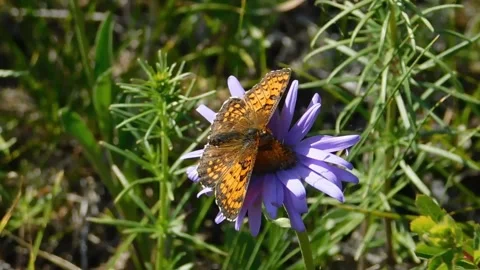 Butterfly Stock Footage 131819565