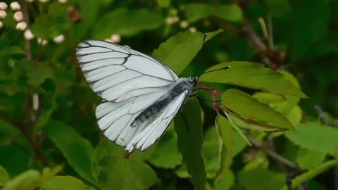 Butterfly Stock Footage 134333131