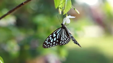 Butterfly 库存影片 141208896