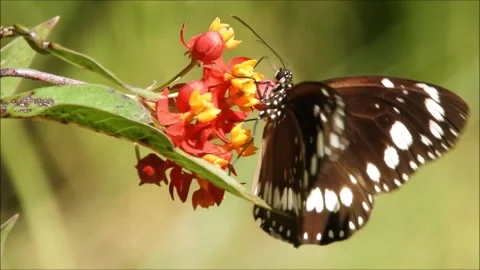 Butterfly Stock Footage 150713415