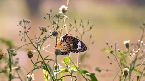Butterfly Stock Footage 155081984