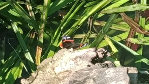 Butterfly Видео 156335597