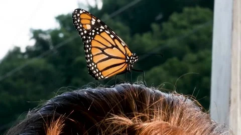 Butterfly Stock Footage 156959214