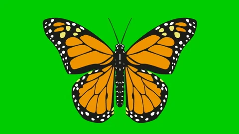 Butterfly Stock Footage 158011174