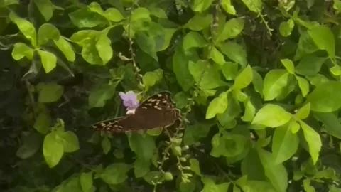 Butterfly Stock Footage 161114548