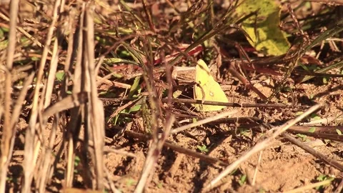 Butterfly Stock Footage 166892824
