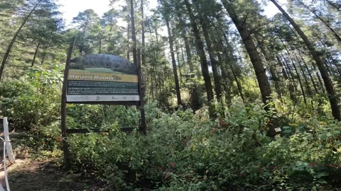 Butterfly Stock Footage 171597369