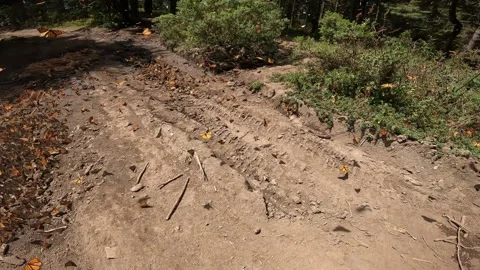 Butterfly Stock Footage 171597554