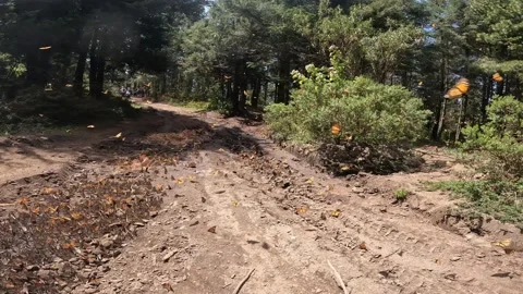 Butterfly Stock Footage 171597620