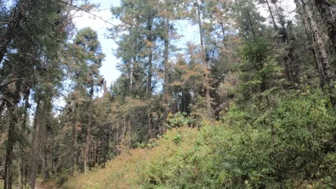 Butterfly Stock Footage 171597669