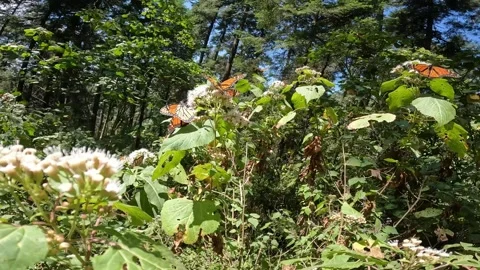 Butterfly Stock Footage 171597736