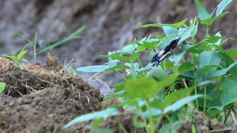 Butterfly Stock Footage 196677407