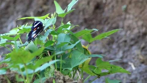 Butterfly Stock Footage 196677419