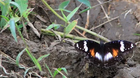 Butterfly Stock Footage 196677421
