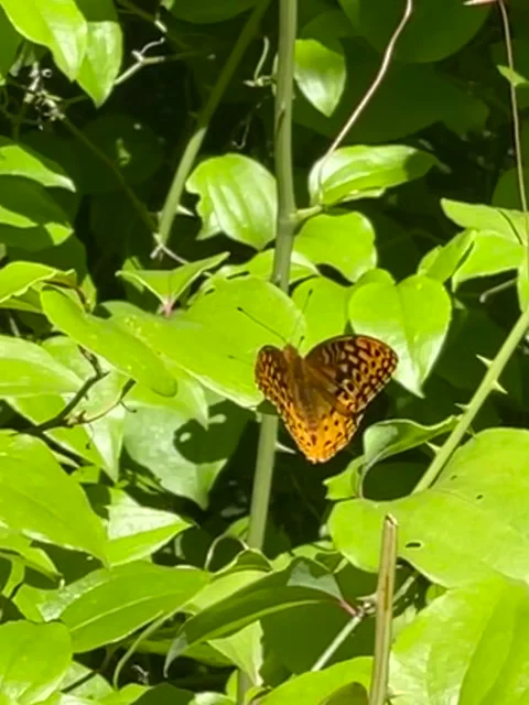 Butterfly Stock Footage 202083323