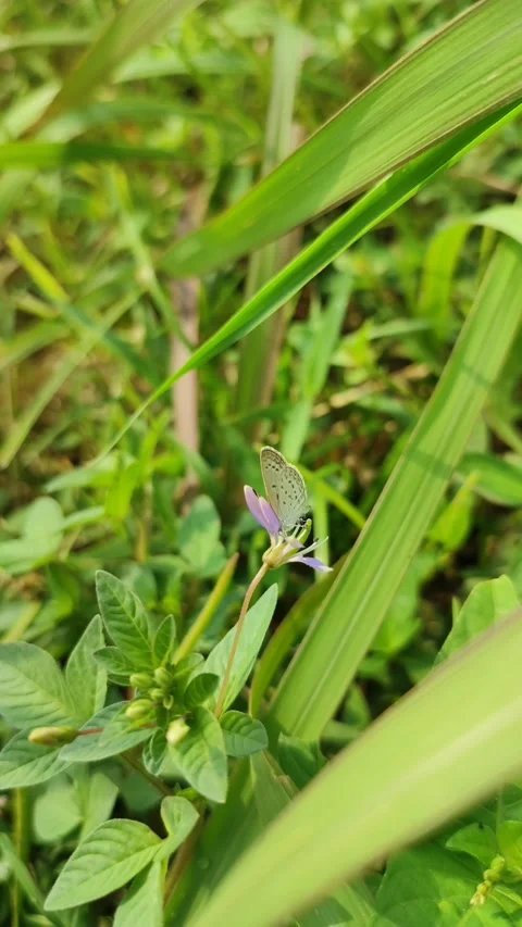 Butterfly Stock Footage 202983002