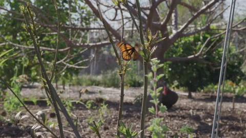 Butterfly Stock-Footage 209400448