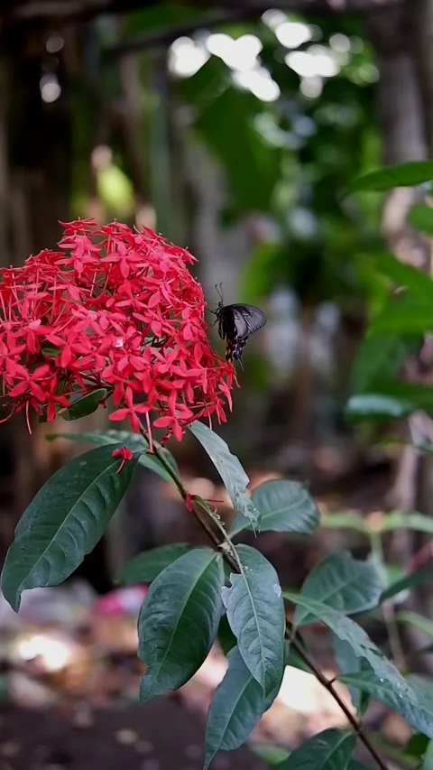 Butterfly Stock Footage 211256389