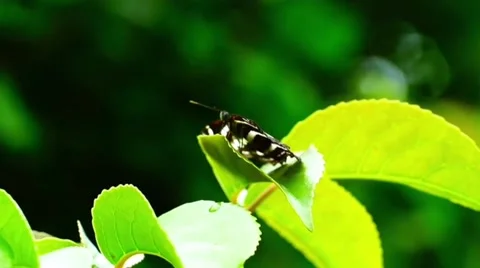 A butterfly Stock Footage 211780669