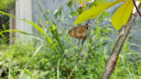 Butterfly Stock Footage 218126712