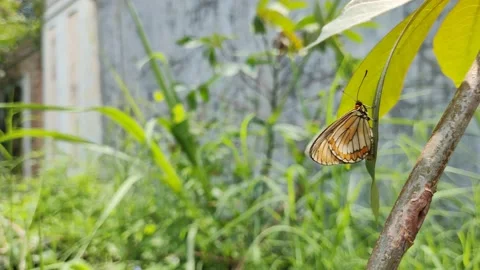 Butterfly Stock Footage 218126730
