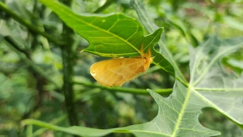 Butterfly Stock Footage 218151156