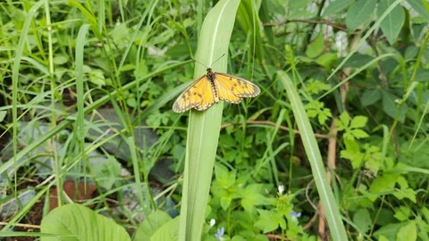 Butterfly Stock Footage 218151183