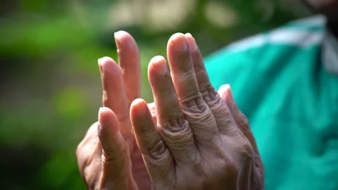 Butterfly Stock Footage 221846550