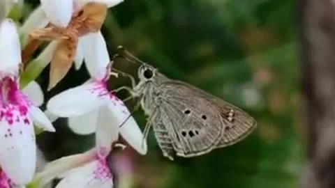 Butterfly Stock Footage 223321174