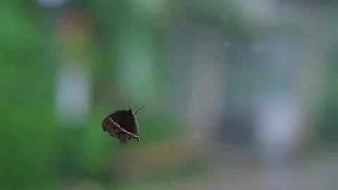 Butterfly Stock Footage 227699904