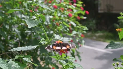 Butterfly Stock Footage 228781259