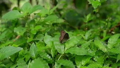 Butterfly Stock Footage 228784684