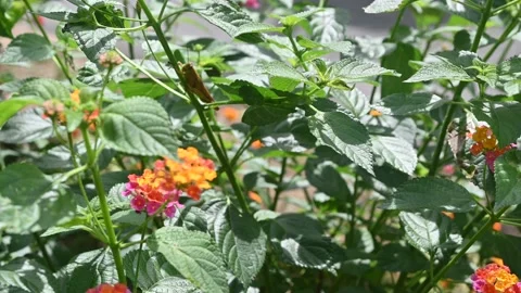 Butterfly Stock Footage 228804395