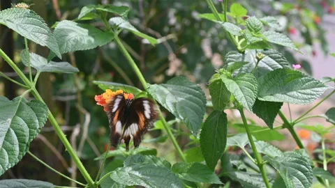 Butterfly Video stock 229069981