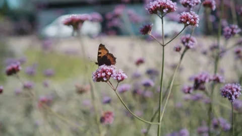 Butterfly Video stock 230969313